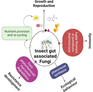 A review on nutritional and non-nutritional interactions of symbiotic and associated fungi with insect