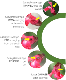 A scientific note on pollinators’ ability to overcome exploitation barriers: deep hummingbird-evolved corollas and small-sized bees