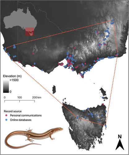 Capturing uncatalogued distribution records to improve conservation assessments of data-deficient species: a case study using the glossy grass skink