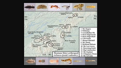 Shedding light on dark taxa in sky-island Appalachian leaf litter: Assessing patterns of endemicity using large-scale, voucher-based barcoding