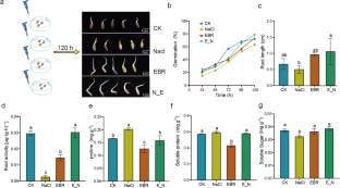 Analysis of transcriptomic profiles and physiological traits of exogenous 24-epibrassinolide alleviating salt stress in Atractylodes macrocephala Koidz.