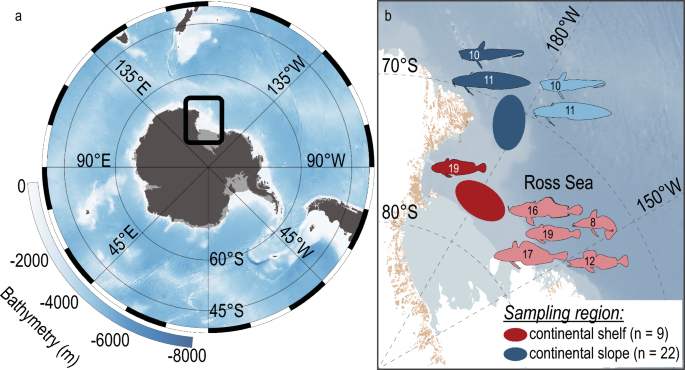 Characterizing Antarctic fish assemblages using eDNA obtained from marine sponge bycatch specimens