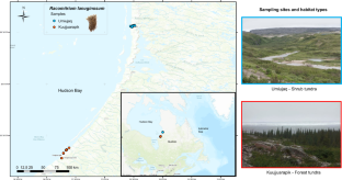 Differentially abundant bacteria drive the N2-fixation of a widespread moss in the forest-tundra transition zone