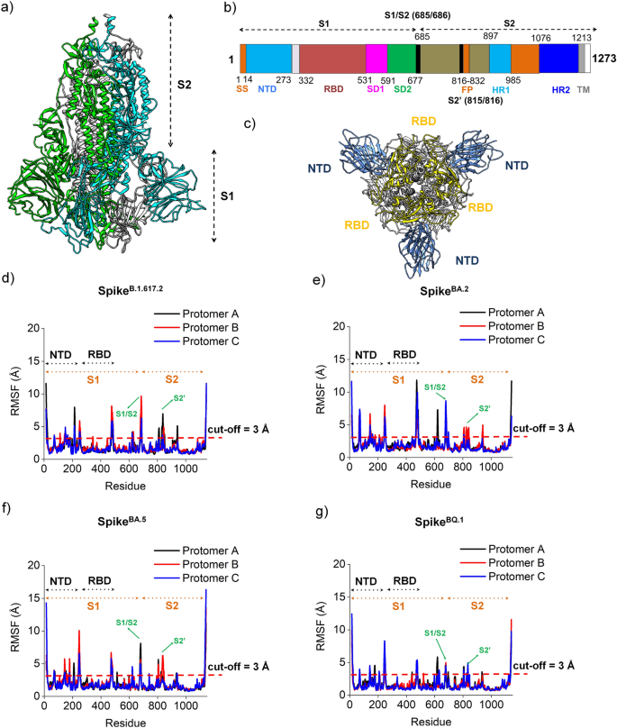 Cooperative and structural relationships of the trimeric Spike with infectivity and antibody escape of the strains Delta (B.1.617.2) and Omicron (BA.2, BA.5, and BQ.1)