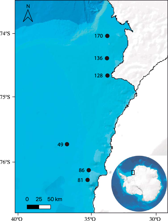 Are there distribution patterns and population structure differences among demersal fish species in relation to Antarctic benthic communities? A case study in the Weddell Sea