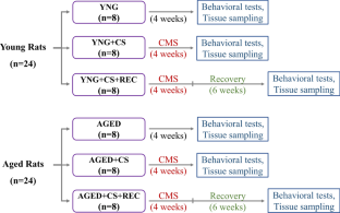 Aging impairs recovery from stress-induced depression in male rats possibly by alteration of microRNA-101 expression and Rac1/RhoA pathway in the prefrontal cortex.