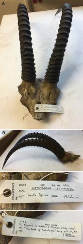 Assessing the identity of rare historical museum specimens of the extinct blue antelope (Hippotragus leucophaeus) using an ancient DNA approach