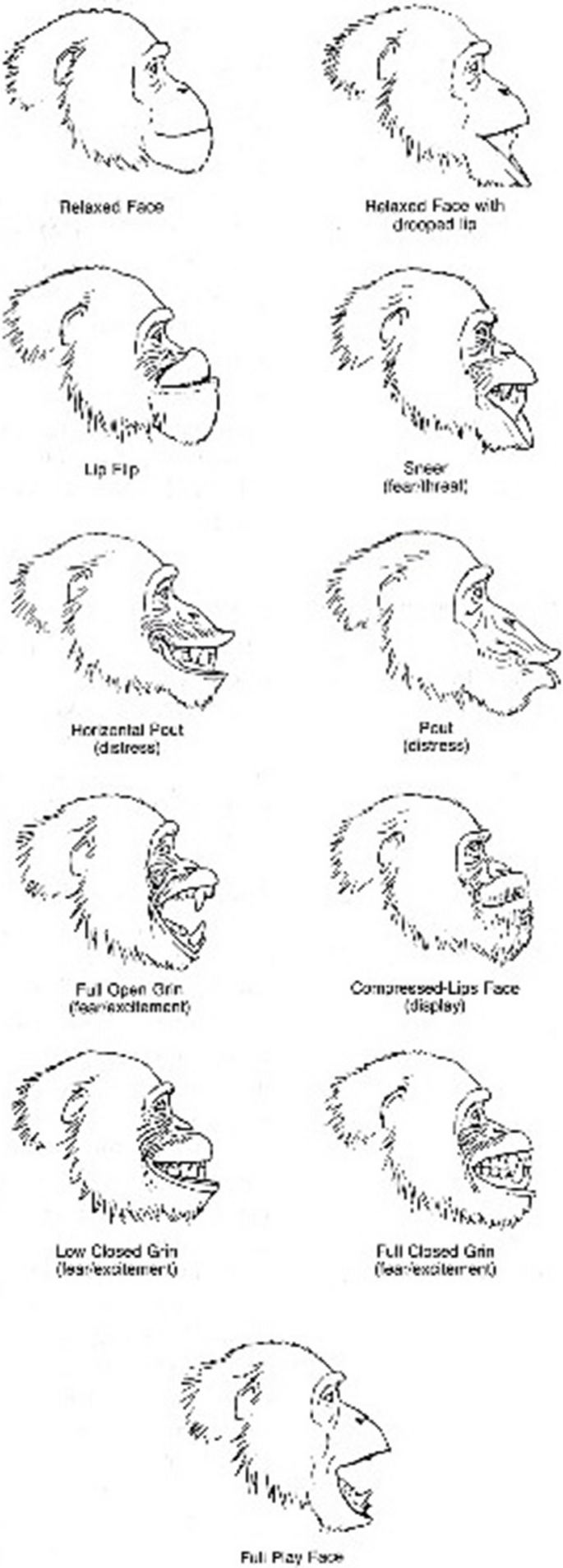 Facial Expression of TIPI Personality and CHMP-Tri Psychopathy Traits in Chimpanzees (Pan troglodytes) : Evidence for Honest Signalling?