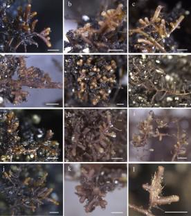 Ectomycorrhizal synthesis between two Tuber species and six tree species: are different host-fungus combinations having dissimilar impacts on host plant growth?