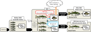 Many losers and a few winners: polymorphic life-history of non-native largemouth bass is explained by ontogenetic diet shift and prey growth rate