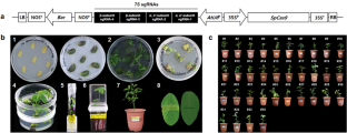 Mutation of storage protein gene using CRISPR/Cas9 removed α′-subunit of β-conglycinin in soybean seeds