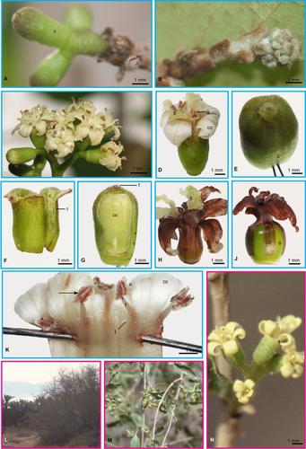 Observations on flower and fruit anatomy in dioecious species of Cordia (Cordiaceae, Boraginales) with evolutionary interpretations