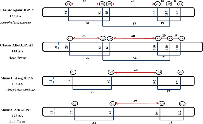 Minus-C subfamily has diverged from Classic odorant-binding proteins in honeybees