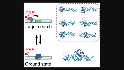 Analyzing paramagnetic NMR data on target DNA search by proteins using a discrete-state kinetic model for translocation