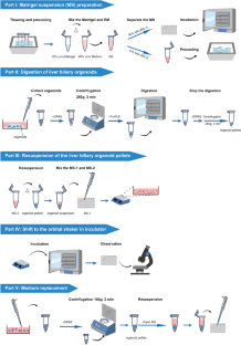 Facile suspension culture protocol of the liver biliary organoids