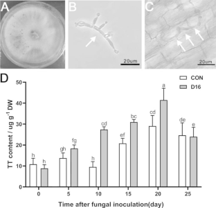 Endophytic fungus Trichoderma atroviride D16 increases tanshinone accumulation in Salvia miltiorrhiza plantlets by enhancing abscisic acid and salicylic acid signaling