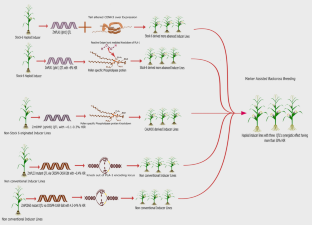 Haploid-Double Haploid Technology for Accelerating Hybrid Development in Maize (Zea mays L.)