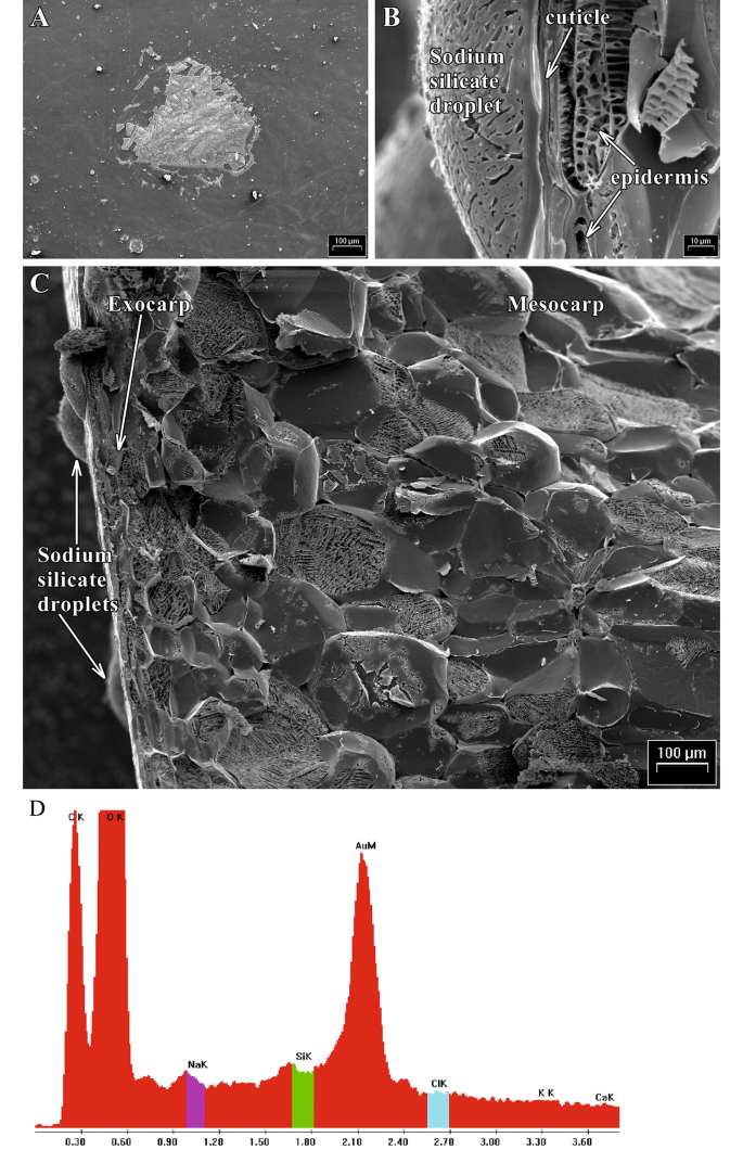 Canopy-applied silicon is an effective strategy for reducing sweet cherry cracking