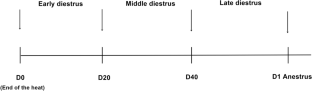 The importance of the diestrus stages (early, middle, late) to the diagnosis of the endometrial disease in the bitch