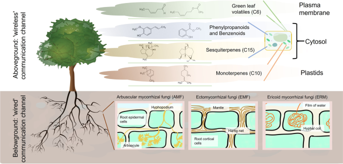 Tree Communication: the Effects of “Wired” and “Wireless” Channels on Interactions with Herbivores