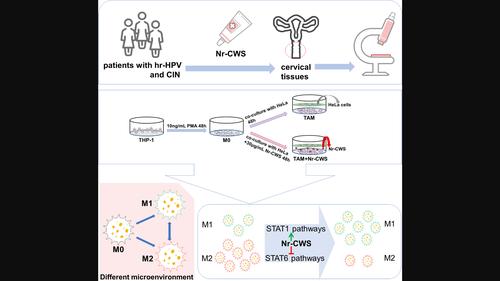 Nocardia rubra cell wall skeleton regulates tumour-associated macrophage polarization by reprogramming M2 macrophages into M1 macrophages via STAT1/STAT6 pathways.