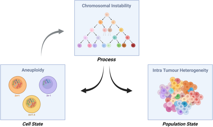 Disentangling the roles of aneuploidy, chromosomal instability and tumour heterogeneity in developing resistance to cancer therapies.