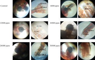 Evaluation of Morphological Malformities and hsp70 Gene Response on Aristolochic Acid Exposed Neocardina davidi (Red Shrimp)