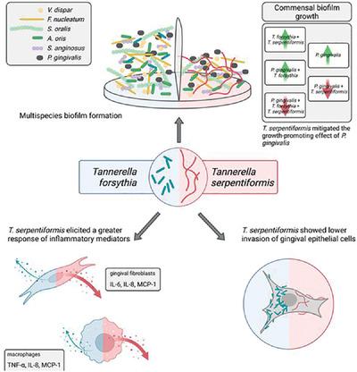 Multispecies biofilm behavior and host interaction support the association of Tannerella serpentiformis with periodontal health.