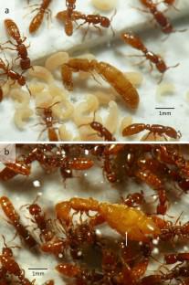 Colony composition, phasic reproduction, caste dimorphism, and prey preferences of the oriental non-army doryline ant Yunodorylus eguchii (Borowiec, 2009) (Hymenoptera: Formicidae: Dorylinae)