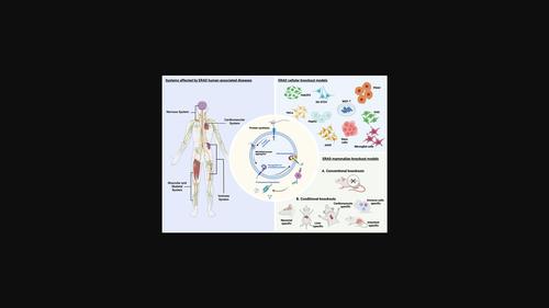 Genetic disruption of mammalian endoplasmic reticulum-associated protein degradation: Human phenotypes and animal and cellular disease models.