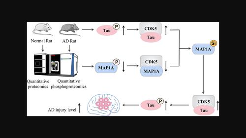 Phosphorylation of MAP 1A regulates hyperphosphorylation of Tau in Alzheimer's disease model.