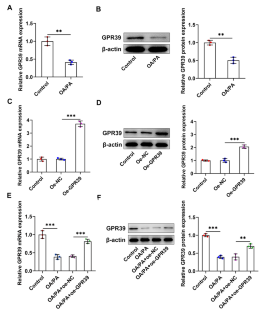 G protein-coupled receptor 39 alleviates mitochondrial dysfunction and hepatocyte lipid accumulation via SIRT1/Nrf2 signaling.