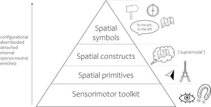 Animal navigation without mental representation