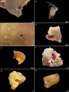 New ecological and phylogenetic insights in the boring barnacle Berndtia Utinomi, 1950 (Acrothoracica: Lithoglyptidae) reveal higher diversity, new hosts, and range extension to the Western Indian Ocean