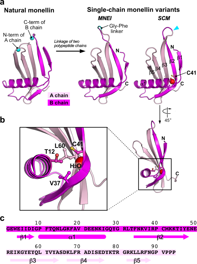 Investigating the Effect of Substituting a Single Cysteine Residue on the Thermal Stability of an Engineered Sweet Protein, Single-Chain Monellin