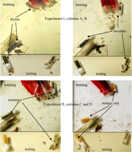 Ants’ capability of associating odors with time periods of the day