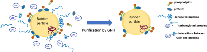 Publisher Correction: Soluble protein-free natural rubber latex prepared using guanidine hydrochloride as a denaturant