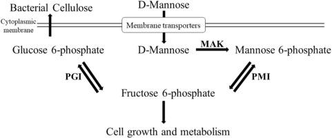 A recombinant strain of Komagataeibacter xylinus ATCC 23770 for production of bacterial cellulose from mannose-rich resources