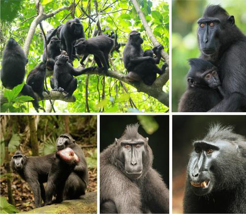 Macaca nigra in the Spotlight: Accounting for Diversity in Behavior, Ecology, and Conservation in Primates