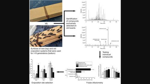 Fatty acids derived from oviposition systems guide female black soldier flies (Hermetia illucens) toward egg deposition sites.