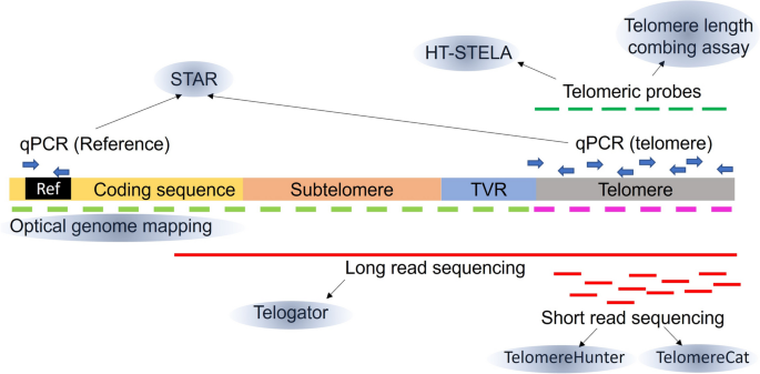 Experimental and Computational Approaches to Measure Telomere Length: Recent Advances and Future Directions.