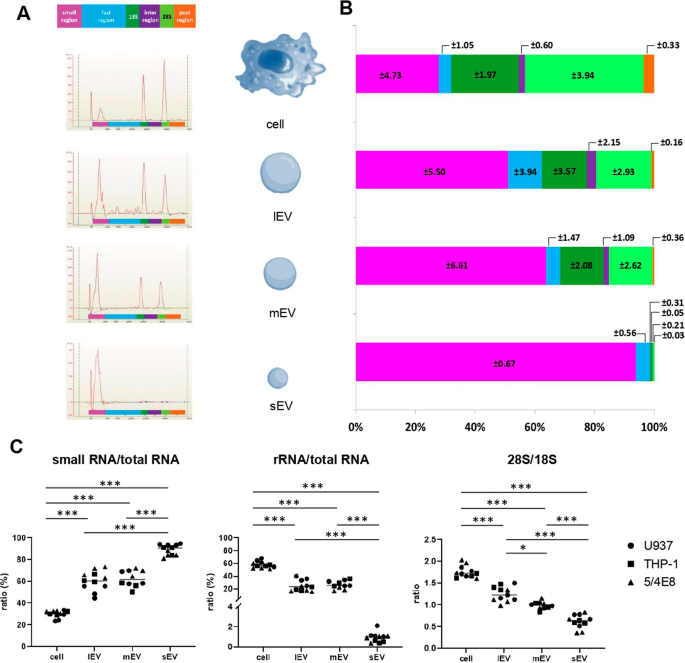 Differential impact of exportin-1-mediated nuclear export of RNAs on the RNA content of extracellular vesicle subpopulations.