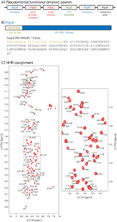 Solution-state NMR assignment and secondary structure analysis of the monomeric Pseudomonas biofilm-forming functional amyloid accessory protein FapA