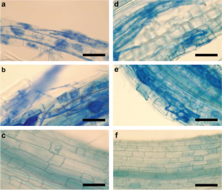 Impact of the arbuscular mycorrhizal fungal inoculation on growth and biochemical parameters in Rosmarinus officinalis and Lavandula angustifolia