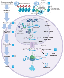 Mechanisms of Intron-Mediated Enhancement of Expression: Welcome to the Hotel California