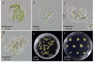 DNA-free genome editing in tomato protoplasts using CRISPR/Cas9 ribonucleoprotein delivery