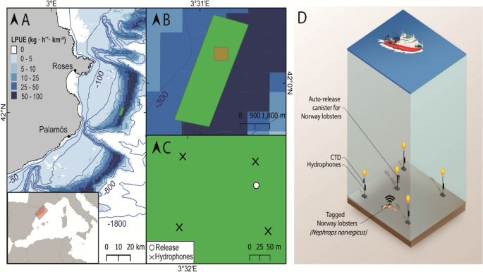 Burrow emergence rhythms of deep-water Mediterranean Norway lobsters (Nephrops norvegicus) revealed by acoustic telemetry