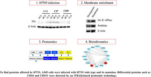 Subcellular Proteomic Analysis Reveals Dysregulation in Organization of Human A549 Cells Infected with Influenza Virus H7N9