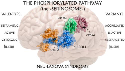 Biochemical and cellular studies of three human 3-phosphoglycerate dehydrogenase variants responsible for pathological reduced L-serine levels