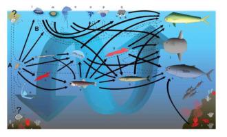 The oceanic pleuston community as a potentially crucial life-cycle pathway for pelagic fish-infecting parasitic worms